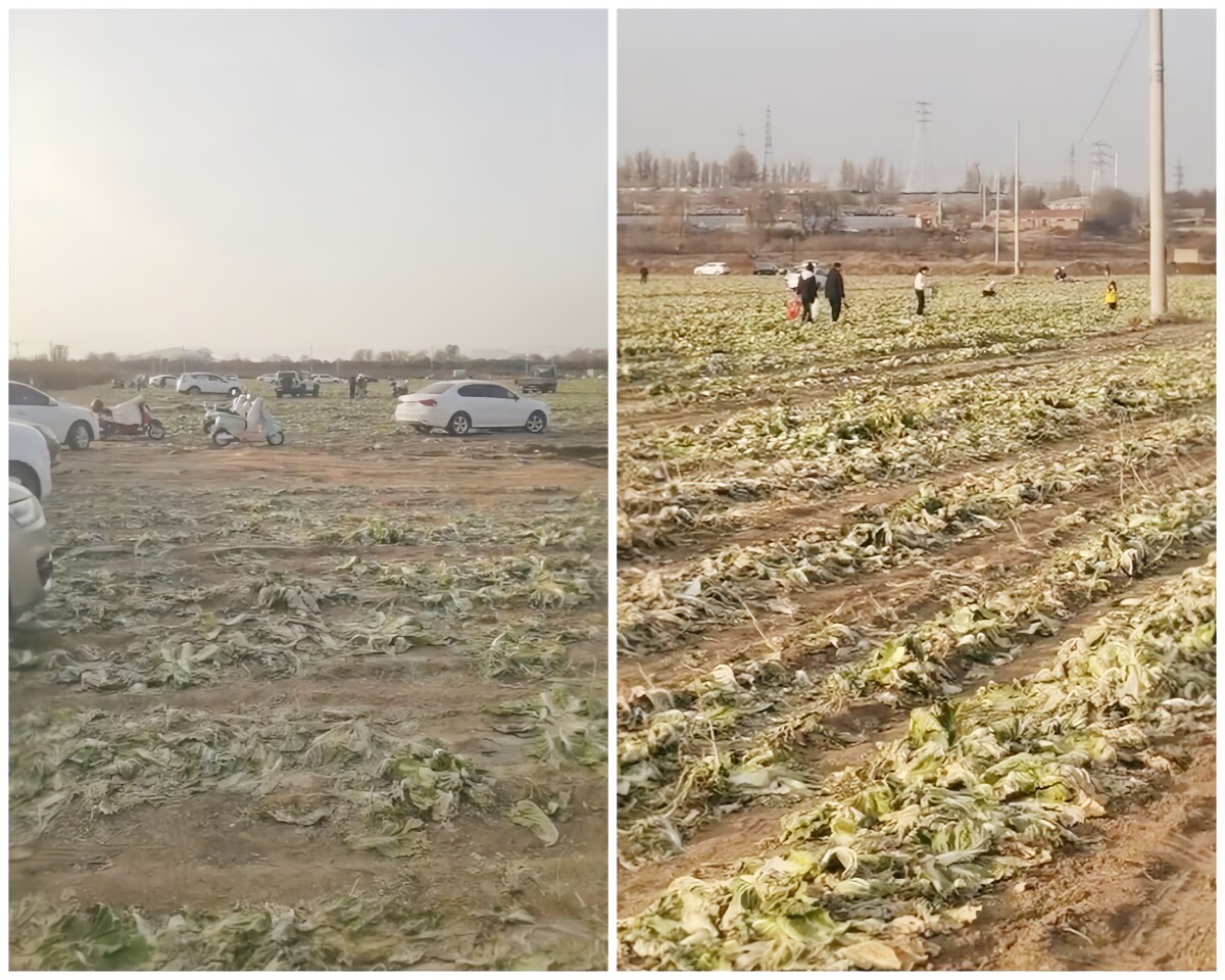 【チャイナ】 「ハクサイ無料」とのデマ動画拡散、数百人が畑に押し寄せ持ち去る＝管理者「止めようがない」