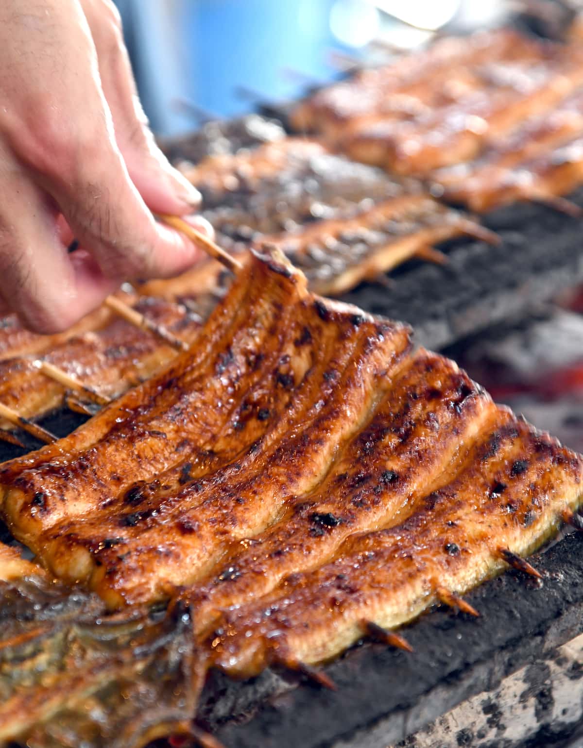 【鰻】取引規制強化と中国依存でウナギ1尾10000円に？　安定供給のWリスク、鍵は完全養殖