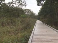 【（・(ｪ)・）】北海道鶴居村・温根内木道で改修工事の作業員の男性がクマ1頭に追われる　けがなし　木道は閉鎖　16日には足跡も