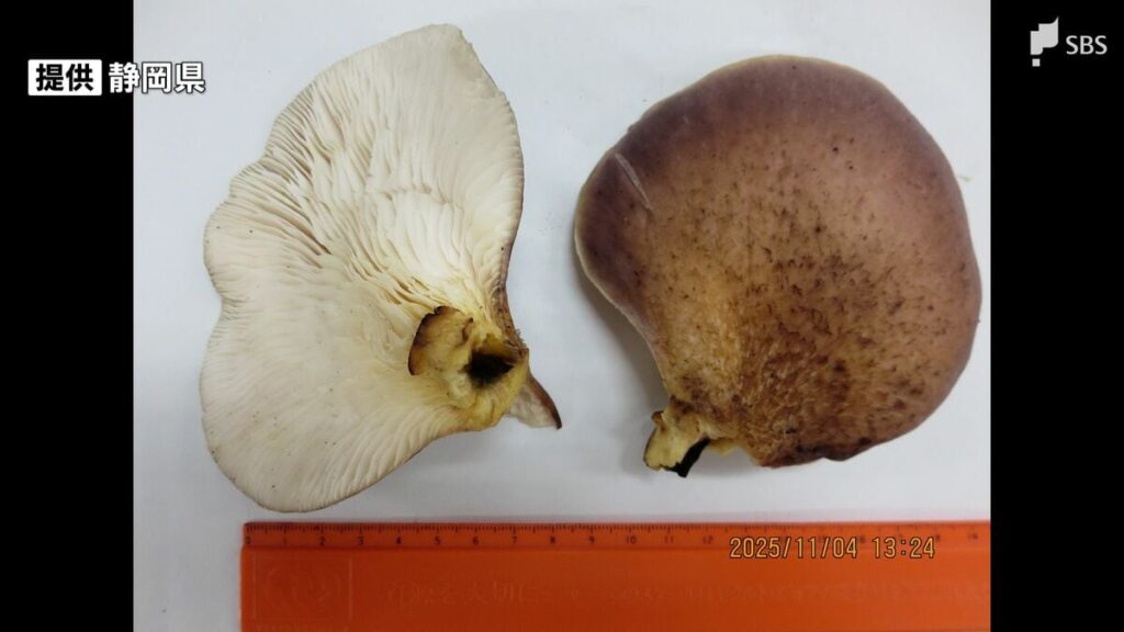 【静岡】シイタケと間違え　毒キノコ「ツキヨタケ」食べた1～71歳の11人が食中毒　親族の集まりで長崎ちゃんぽんの食材に　御殿場