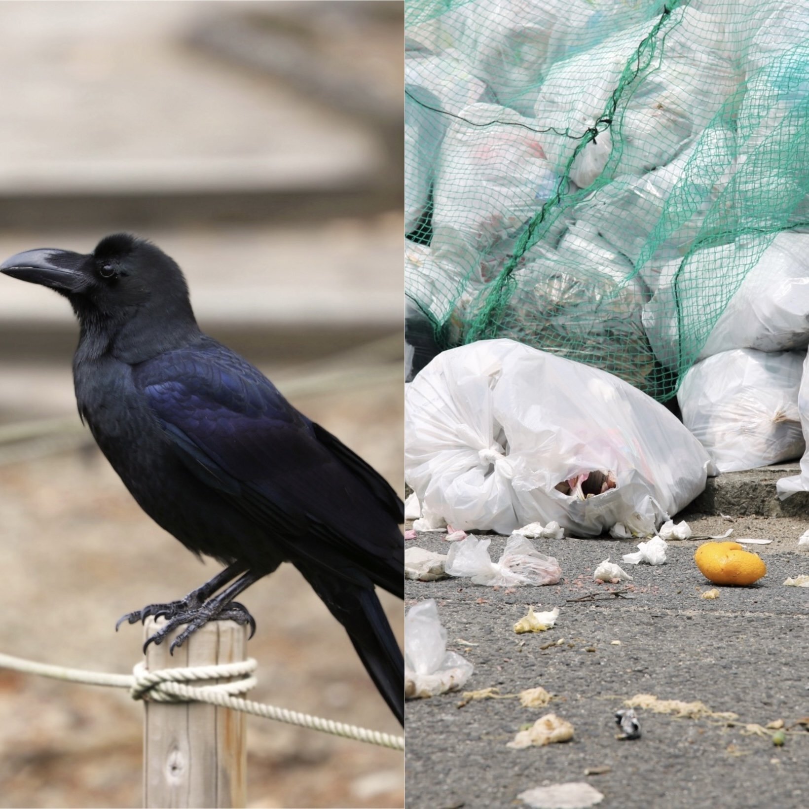 東京都心のカラスが激減、ピーク時約1万8000羽が2割に…ゴミ被害は減るが生態系への影響も？ 専門家が警鐘を鳴らす「意外なしっぺ返し」