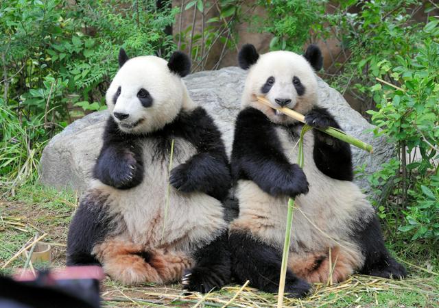 【パンダ】上野動物園の双子パンダ、1月末に中国に返還へ　国内でパンダ不在に
