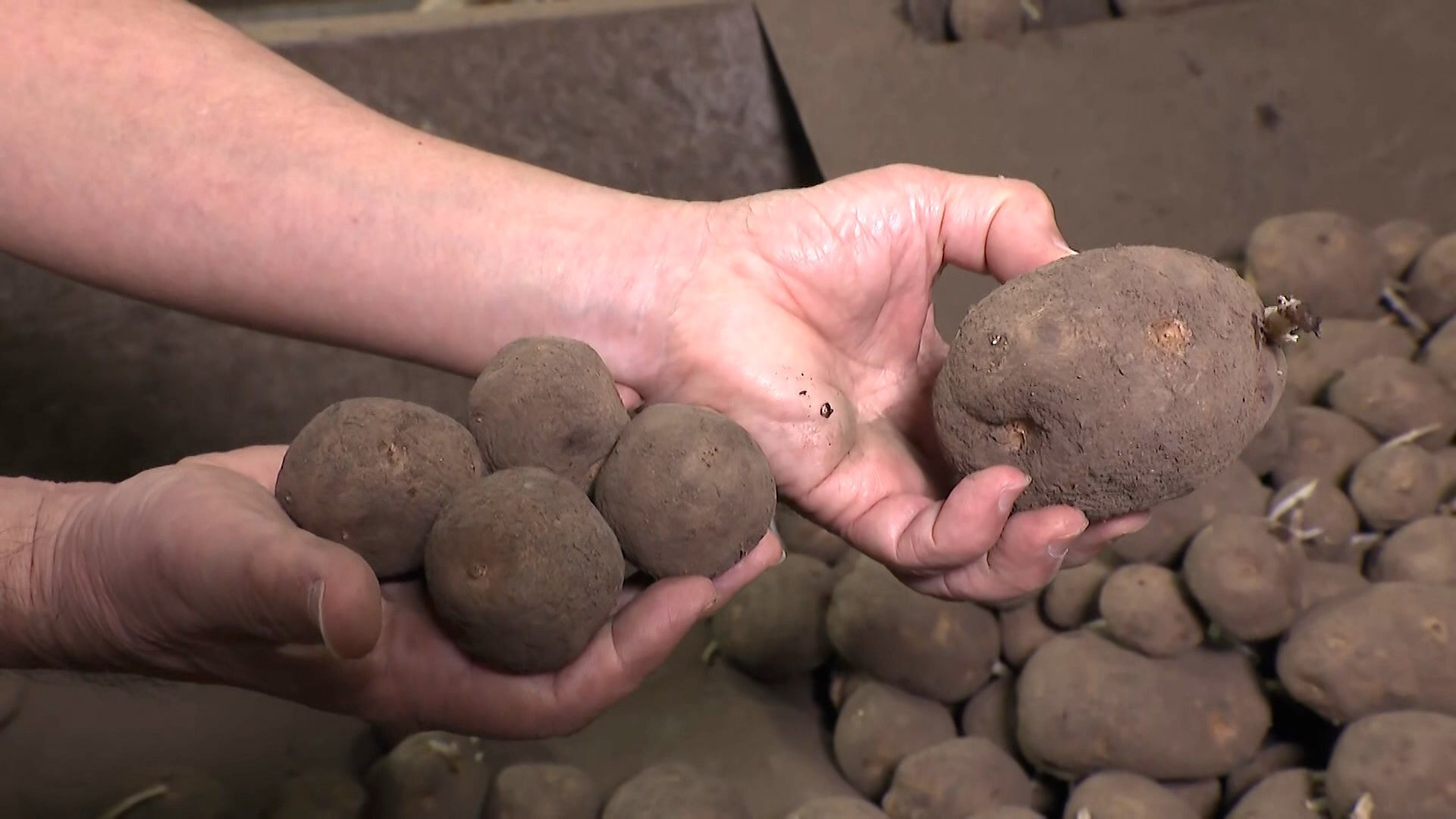 「皮むいたらほとんどない」記録的猛暑と少雨でジャガイモ不作…ポテトチップスにも異変?小型化で廃棄増加　価格も平年1.5倍に