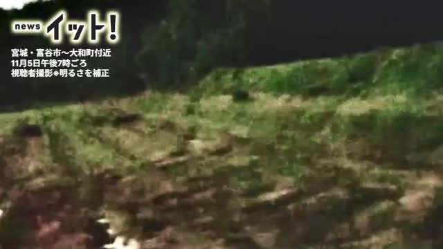 【宮城】10頭の“クマ一家”が田んぼを大行進？夜道に現れた複数の黒い影【映像あり】