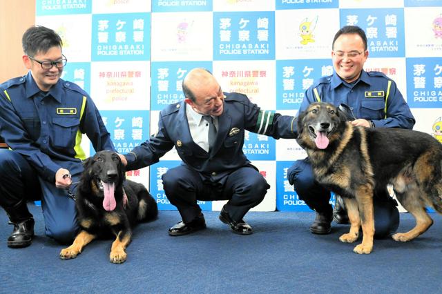 【社会】行方不明の女子中学生を捜せ　枕のにおい頼りに10分で警察犬お手柄