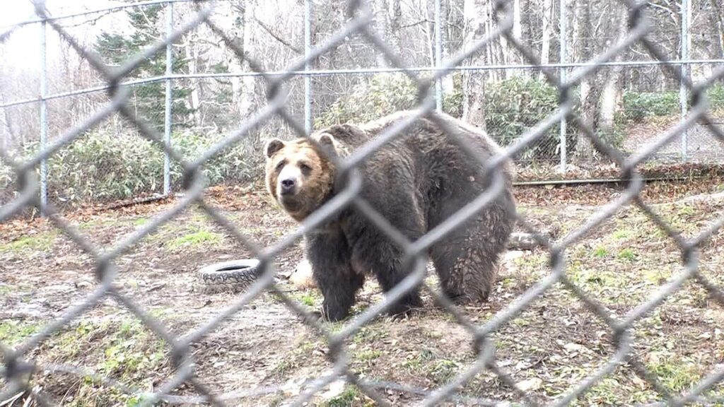 【クマやばい】ヒグマさん、100mを7.2秒で走りパンチ力は2トン