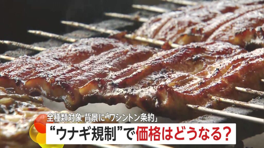 【鰻】うなぎの価格は今後どうなる？国際取引に“規制強化”の動き…11月末に国際会議控え小泉農水相「全力尽くす」