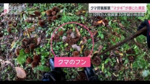 【（・(ｪ)・）】クマ狩猟解禁 “マタギ”が感じた異変 クマによる死者は過去最多12人