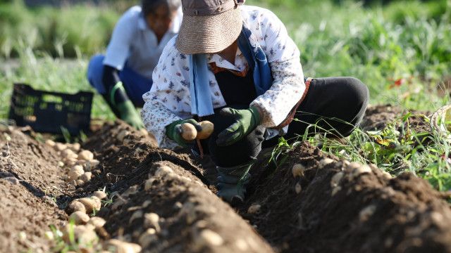 【社会】日本の農家の手取りは実質175万円「儲け過ぎ」批判のあるアメリカ、手厚い補助金のある西欧と比べて極端に厳しい実情