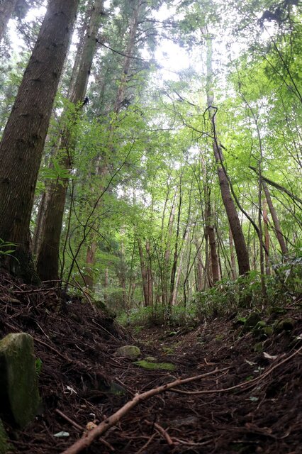 【広島】クマ警戒の「声出し」がスズメバチを刺激か、小学生ら19人が刺された現場の真相