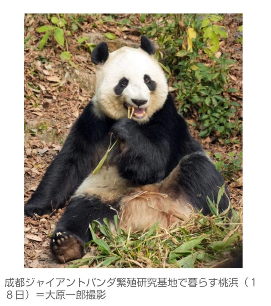 中国のパンダ飼育施設で日本人客増、一番人気は「シャンシャン」 中国政府「見に来ることを歓迎」