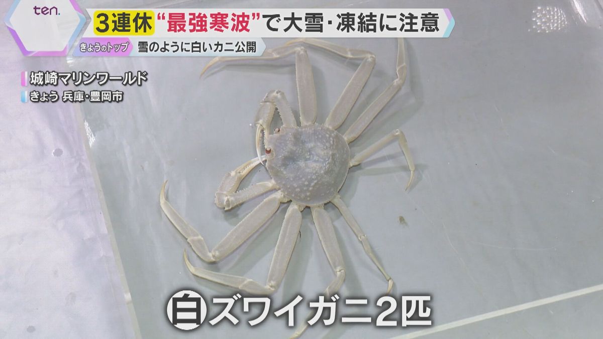 兵庫県で「白いズワイガニ」が雄雌1匹ずつ水揚げされる　カニみそが透け透け