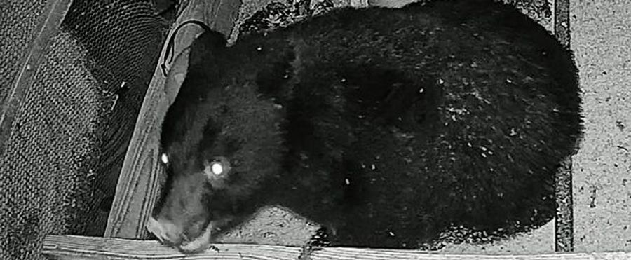 クマが鶏舎2軒侵入 180羽襲われる