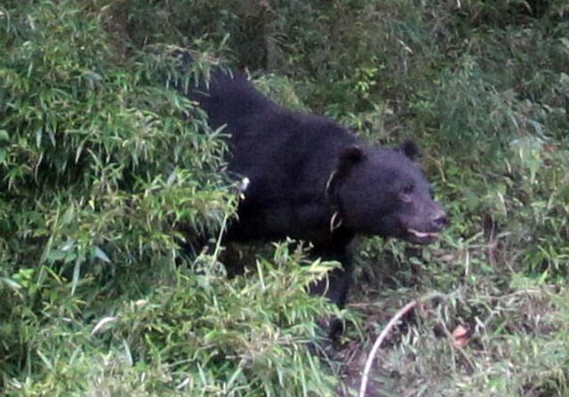 京都市右京区の民家でクマの目撃情報 別の場所でも子グマ2頭