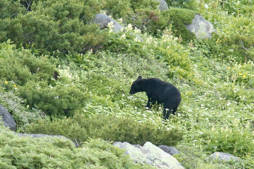 「クマ除けスプレーにも怯むことなく襲い掛かってきた」…秋田では過去最悪の死者2人　県議が明かすクマによる人身被害の息を呑む実態