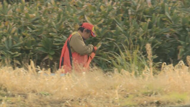 【クマ１頭を駆除】銃声2発…出没が相次ぐ札幌市南区の住宅街に響く、藪に消えたクマが再び出てきたところをハンターが仕留める　北海道
