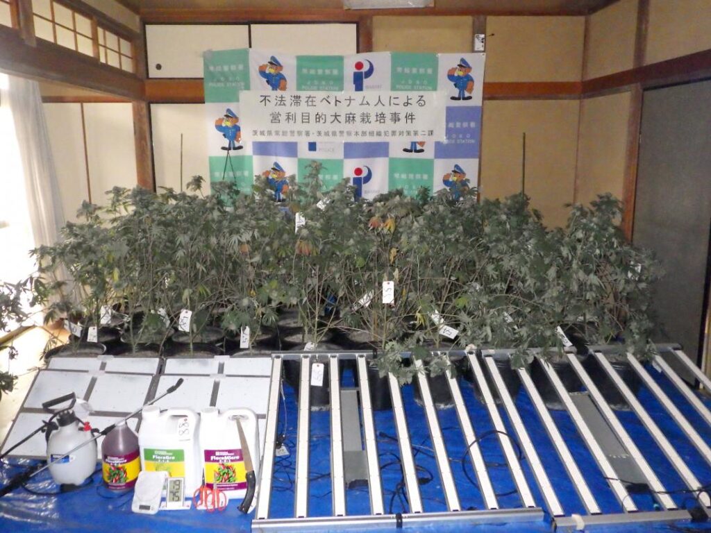 【茨城】民家で大麻栽培か　ベトナム国籍の男2人逮捕