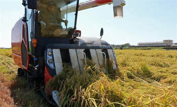 コメ価格は高騰しているが、小麦の取引価格は下落が続く…麺やパンの存在感高まる