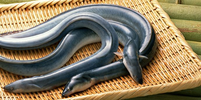 外国「ウナギが絶滅するから狩猟の数を調整する」日本「反対」委員会で提案が否決