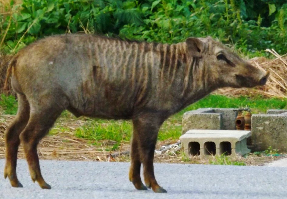 田んぼにげっそり痩せたイノシシが…ミミズを求めて転々　住民「山には餌がないのかもしれない」　沖縄・恩納村