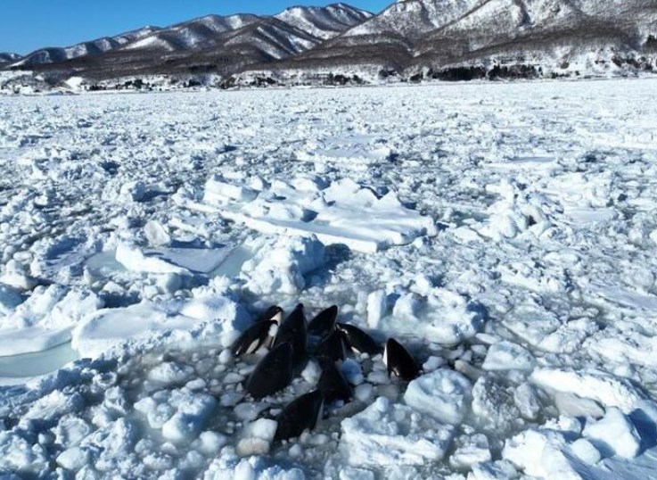 【北海道羅臼町沖】シャチの群れ10頭ほどが流氷に囲まれ動けず　流氷が動いてシャチが脱出するのを見守る現地