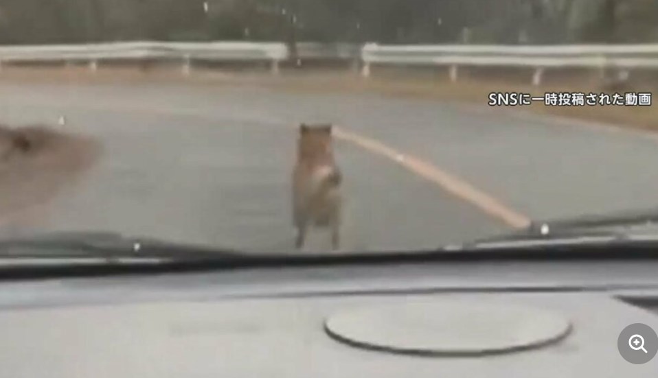 【動物虐待】「あおれ!オラオラ～!」「はえーよ、こいつ」笑いながら犬を車で追いかけ…“動物虐待”動画に批判殺到