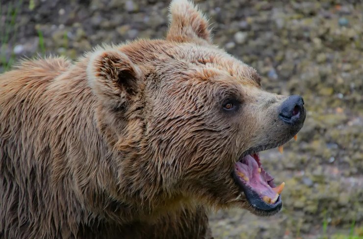 【スウェーデン】クマに顔を噛みちぎられた猟師、クマをタコスにして“究極の復讐”を果たす