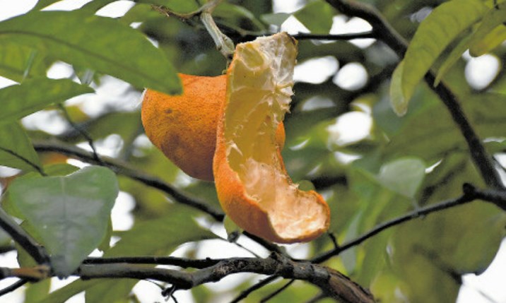 【神奈川県】「見た目はかわいいけど」庭の果実食い尽くすリス、洗濯物も汚す…鎌倉では過去最多ペースで捕獲