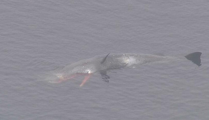 大阪湾のクジラ「死んだ」現地調査で確認