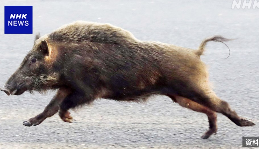 【🐗】イノシシ 駅近くで自転車とぶつかるなど 茨城 栃木で2人軽傷