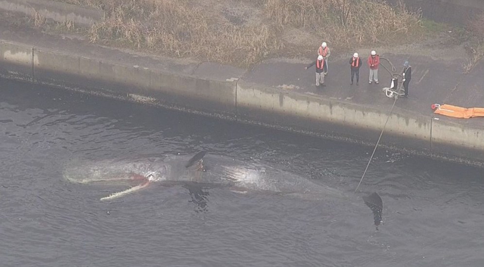 【🐳】大阪湾で死んだクジラ「地中に埋設する」方針決定「費用は海に戻すよりもかさまない」吉村知事