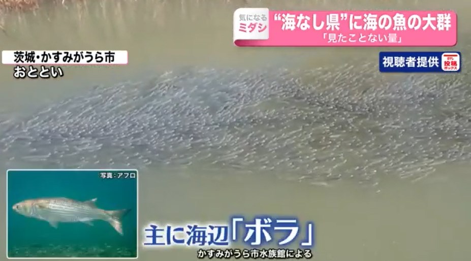 【東京大震災】海なし県なのに…茨城や埼玉の川に海から魚が大量遡上。ボラが七分に川が三分