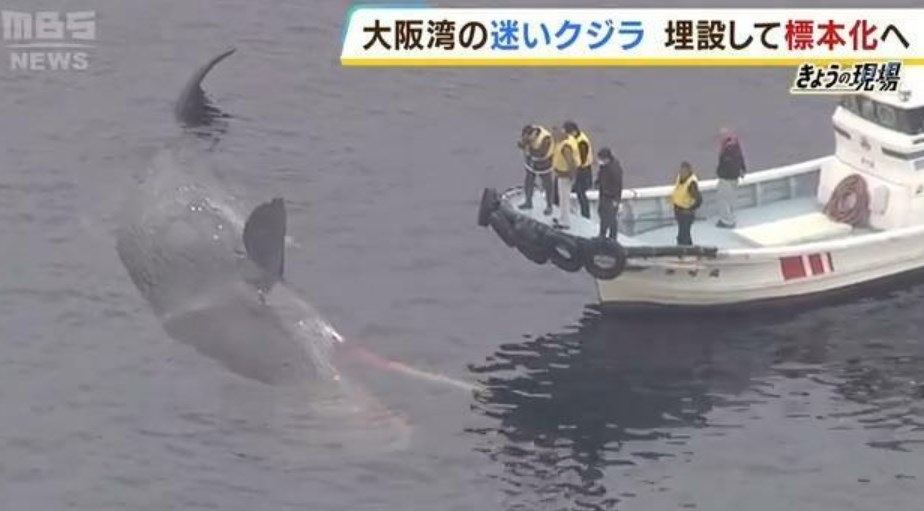 「私自身、引き上げの現場に行こうと思っています」大阪湾で死んだ『迷いクジラ』あす陸に引き上げへ　大阪府・吉村知事が明らかに