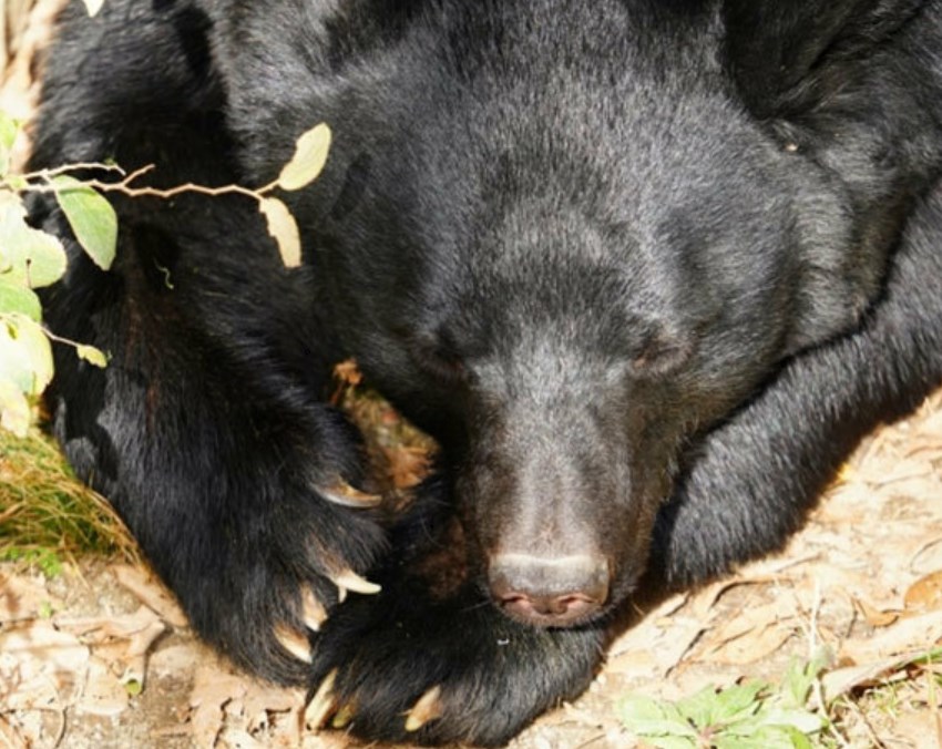 【クマ】「人間が大勢囲んで大声を…」クマに怖さを学ばせて返す「学習放獣」　担当者が明かした“お仕置き”の中身