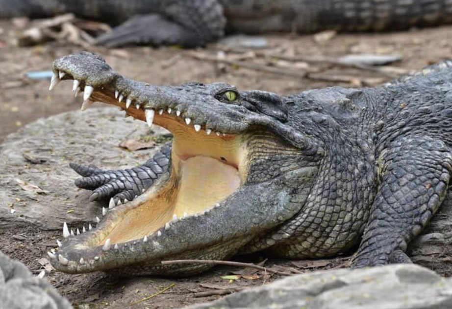 【レアな白いワニに緊急手術】体内から70枚の硬貨を摘出　ネブラスカ州の動物園