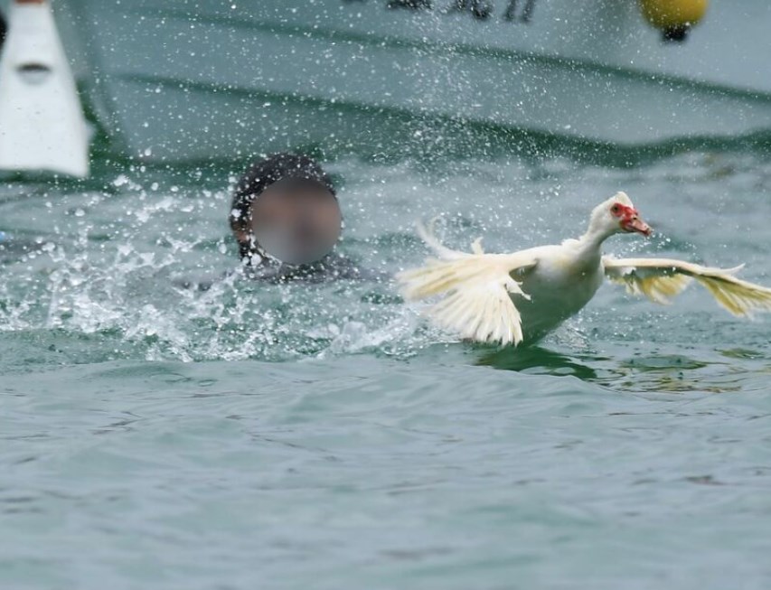 【動物虐待】「アヒル取り」で祭り関係者を書類送検　伝統行事の一環も、動物愛護法違反で告発状　沖縄県警