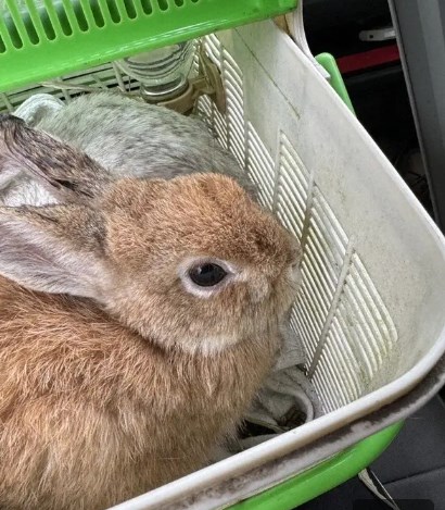 【動物遺棄】「ウサギが湧いて出てきた」　路上などで30羽保護　神奈川・逗子