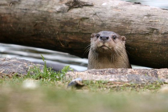 【中央日報】 韓国と日本の動物園は合意したが…天然記念物「カワウソ」日本に輸出できず