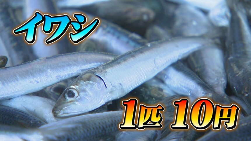 🐟船が沈むほど獲れた富山のイワシ、1匹10円の大盤振る舞い＼(^o^)／