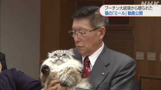 【秋田】プーチン大統領から佐竹知事に贈られた猫 ことしも動画を公開