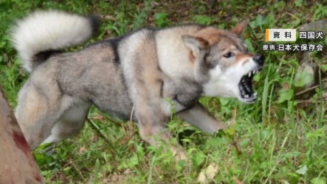 【神奈川】「迷い犬が徘徊」通報相次ぐ　70代男性が飼育している四国犬逃げ出す　南足柄