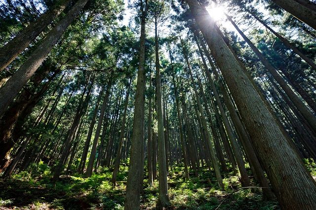 【速報】東京都でスギ花粉の飛散開始…