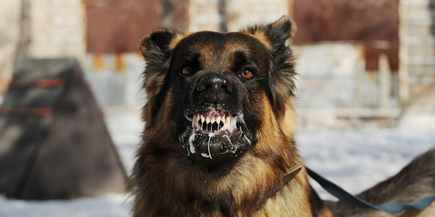 反ワク「うちの犬も狂犬病ワクチン受けさせるのやめました」