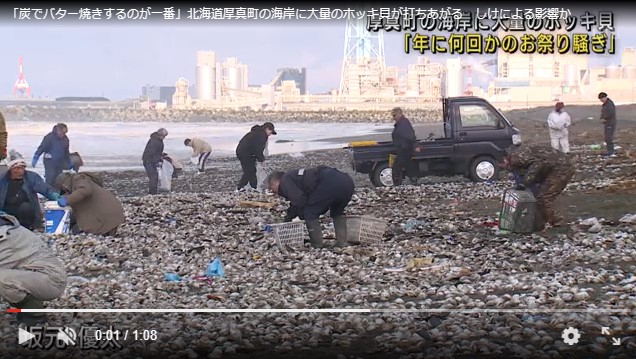 北海道で大量のホッキ貝うちあげられる