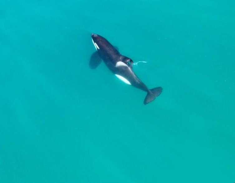 【海外】ホホジロザメをソロで狩るシャチ、初の報告、2分で肝臓を正確に抜き取る超早業