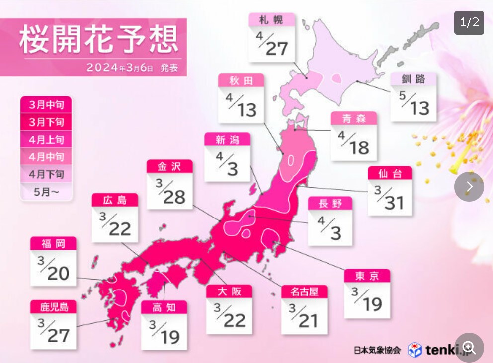 【開花予想】2024年桜開花予想(第3回)　全国的に早い　東京は3月19日開花　満開は25日