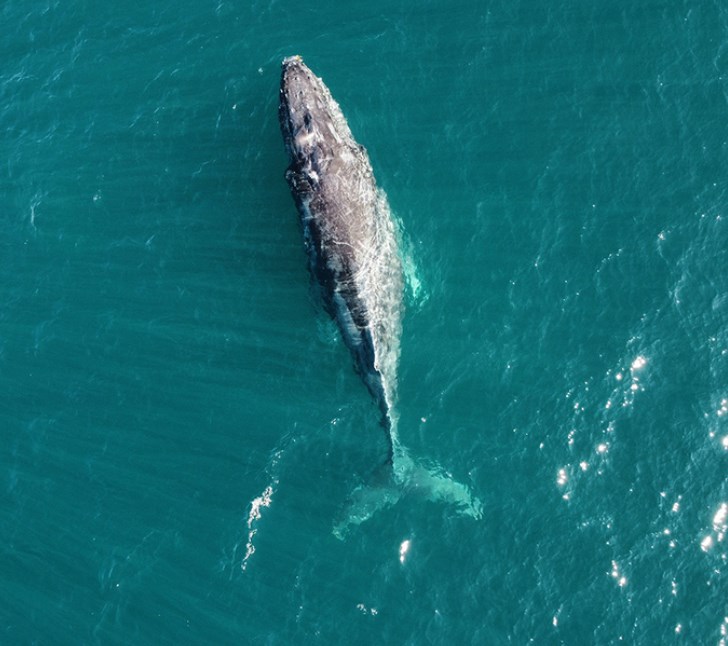 【海外】大西洋で200年以上前に絶滅したコククジラ、米北東部沖で目撃　温暖化の影響か