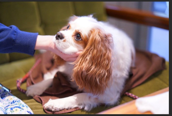 【韓国・建国大学の研究】犬と一緒に充実した時間を過ごすとストレスが軽減され、リラックスと集中力に関連する脳波のパワーが高まる