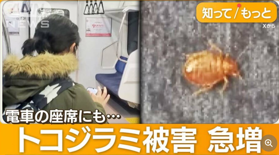 【トコジラミ】クモと思ったらトコジラミ　東京都内から乗った電車座席に　暖かくなると被害増加か