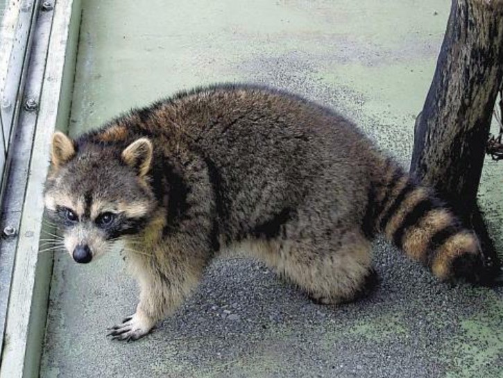 【🦝】アライグマ被害が都内で深刻…サツマイモを根こそぎ、ニワトリは殺され絶滅危惧種の捕食も